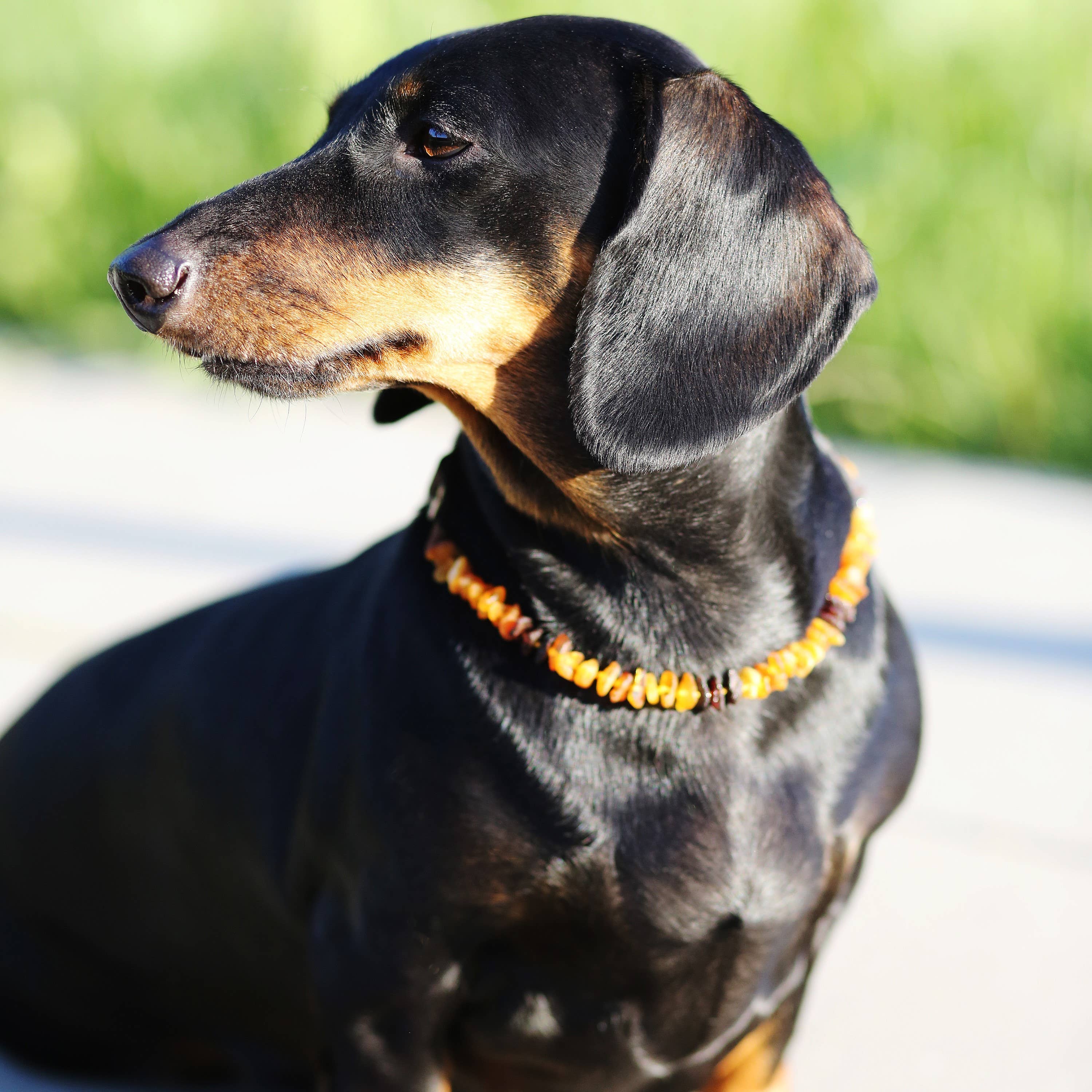 Bärnstenhalsband för katter och hundar