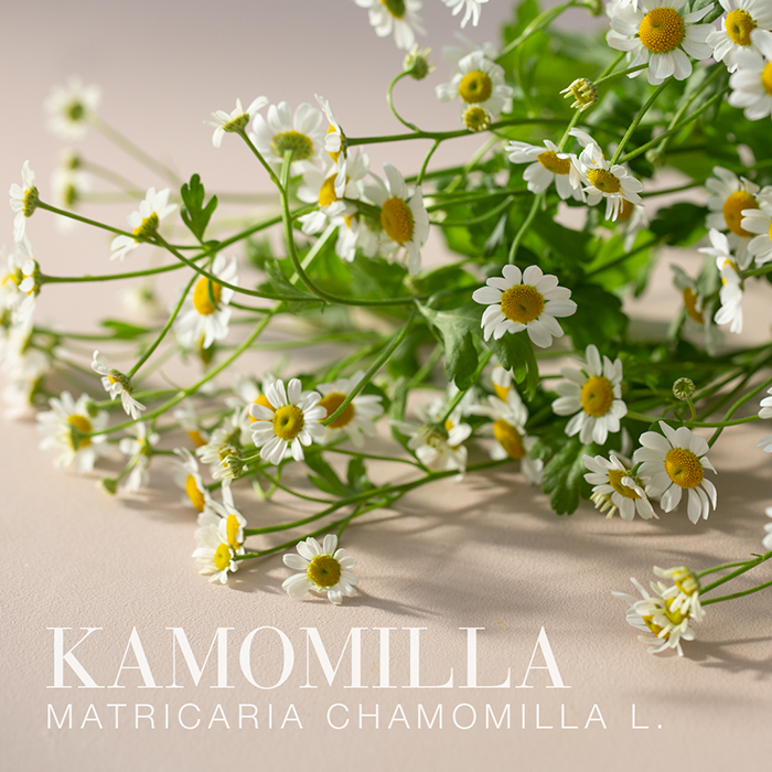 Melissa Dream ™ 60tbl.