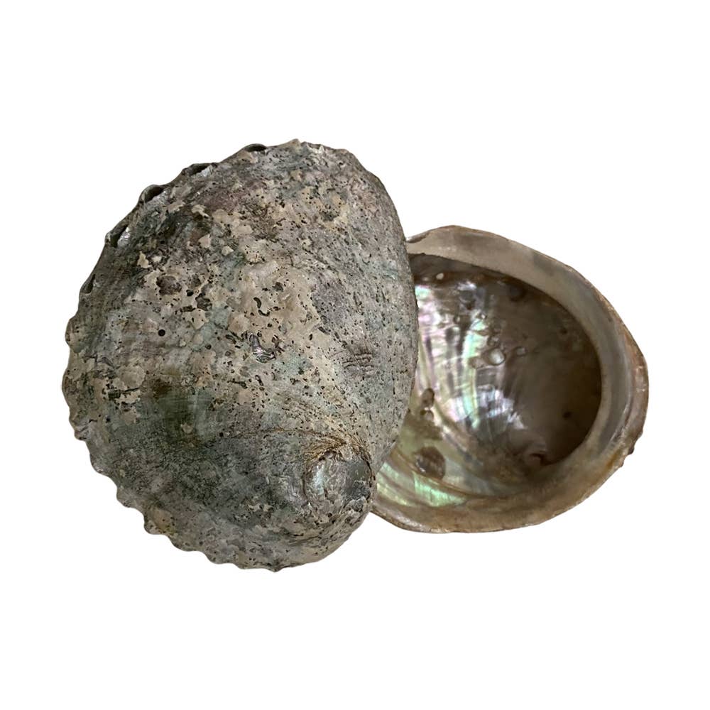 Abalonskal