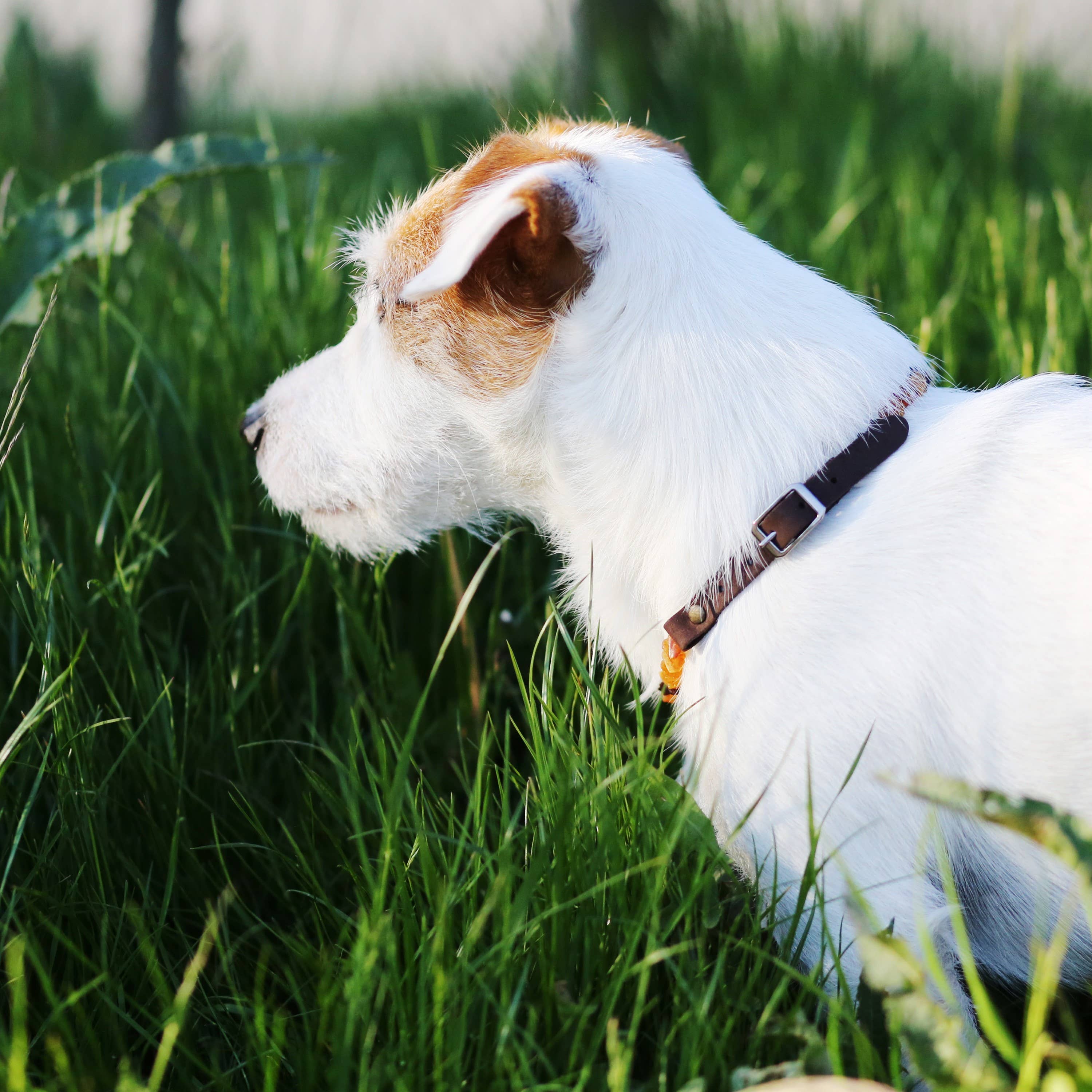 Meripihka-kaulapanta kvartsi-siruilla