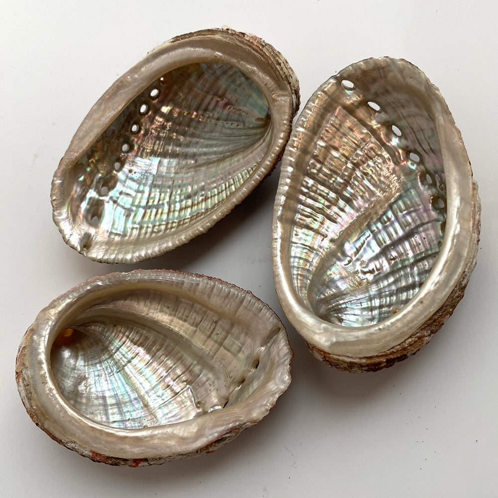Abalone snäcka 5-8cm