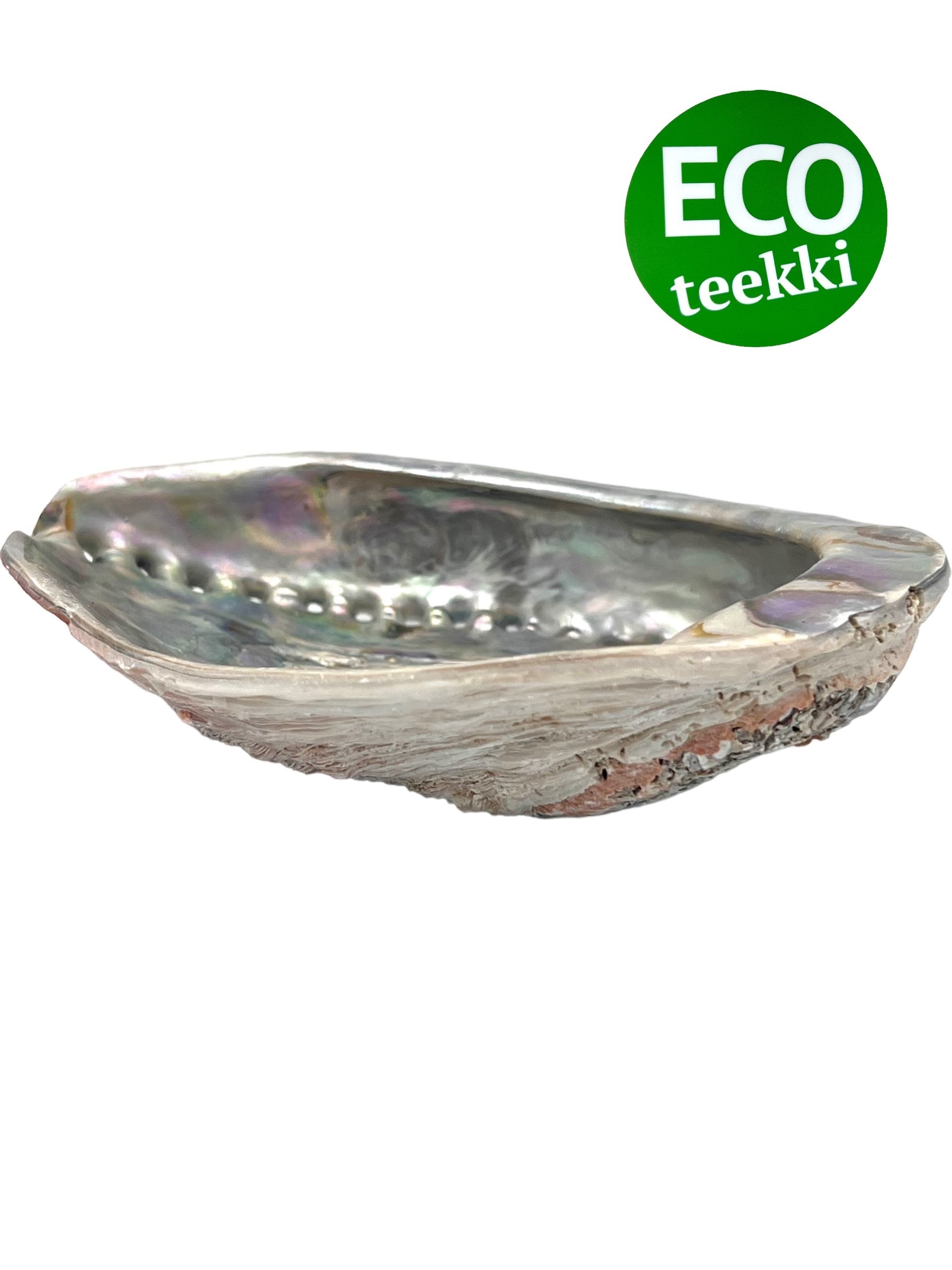 Abalone kotilokuori n 15-16cm