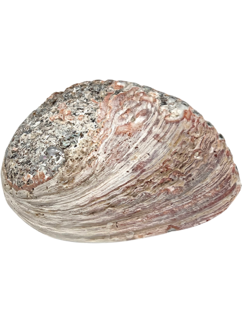 Abalone kotilokuori n 15-16cm