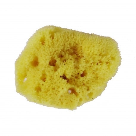 Avril Kasvosieni (pesusieni)