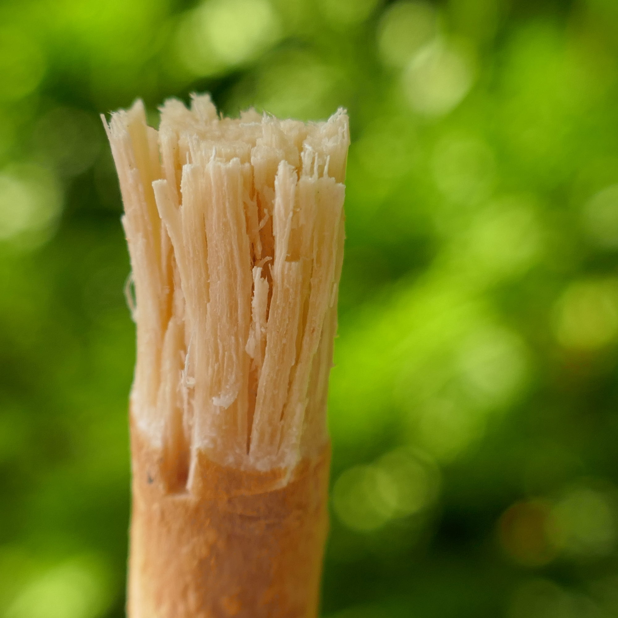 Miswak ( Siwak) 1st.