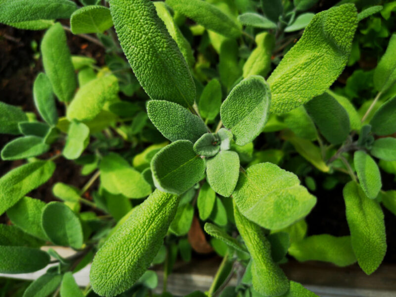 Yrttipaja Salvia 15g